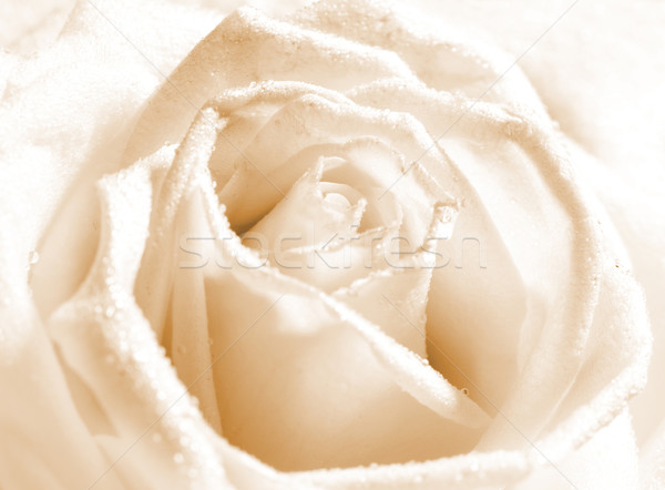 Close-up shot of a rose bud with water drops on petals Stock photo © Nejron