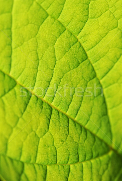 Green leaf texture Stock photo © Nejron