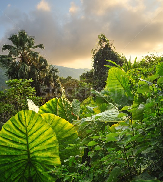 增加至灯箱 商业照片  4158622picture of a tropical background