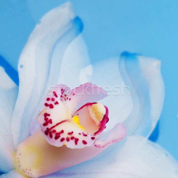 [[stock_photo]]: Orchidée · fleur · rendu · eau · fond