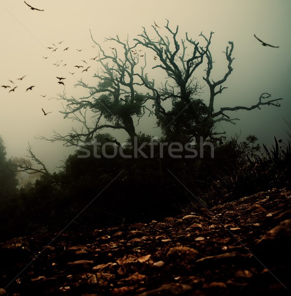 Vieux arbre oiseaux nature fond [[stock_photo]] © Nejron