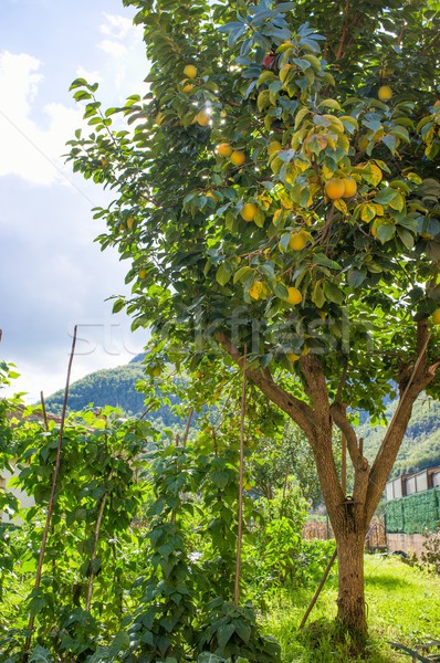 Hermosa limonero creciente aire libre cielo árbol Foto stock © Nejron