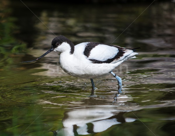 Funny bird with long beak standing in water Stock photo © Nejron