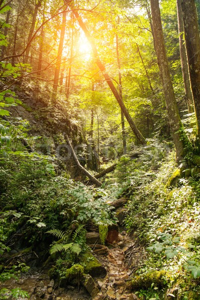 Yol güzel orman ağaçlar yaz yürüyüş Stok fotoğraf © Nejron