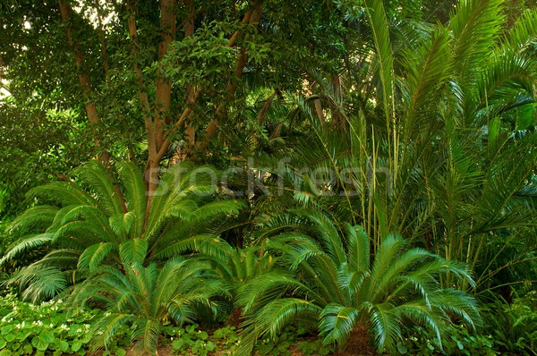 Beautiful tropical forest. Stock photo © Nejron