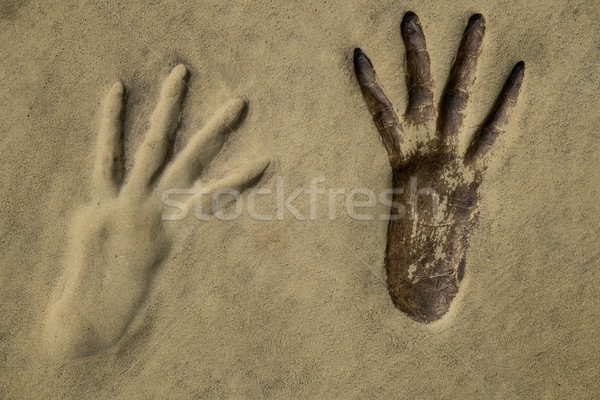 Fußabdruck Sand Textur Vogel Reise drucken Stock foto © Nejron