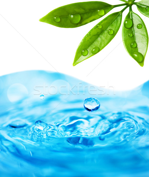 Gouttes d'eau relevant humide feuille eau herbe [[stock_photo]] © Nejron