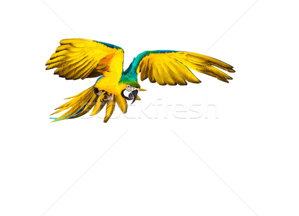 Colourful flying parrot isolated on white  Stock photo © Nejron