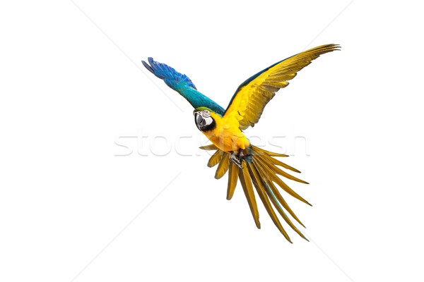 Colourful flying parrot isolated on white  Stock photo © Nejron