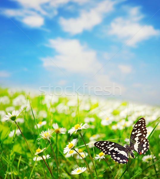 蝶 デイジーチェーン フィールド 春 風景 背景 ストックフォト © Nejron