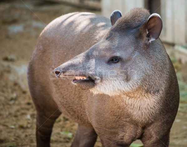 Close-up shot of a tapir Stock photo © Nejron