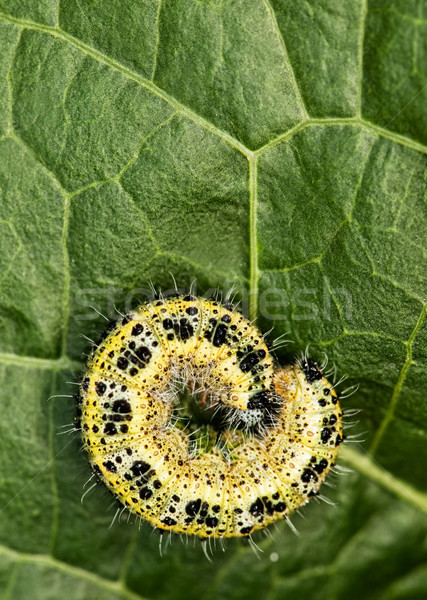 Caterpillar sleeping on a green leaf Stock photo © Nejron