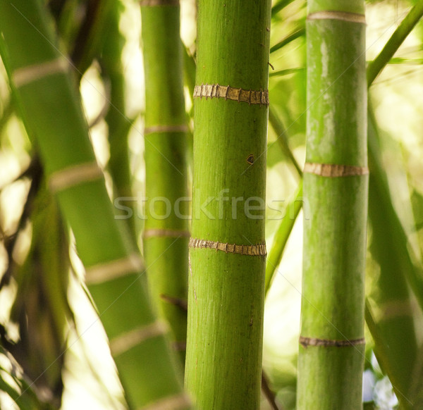 Groene plant boom bos abstract Stockfoto © Nejron