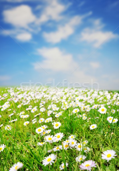 Daisy domaine ciel bleu printemps été vert [[stock_photo]] © Nejron