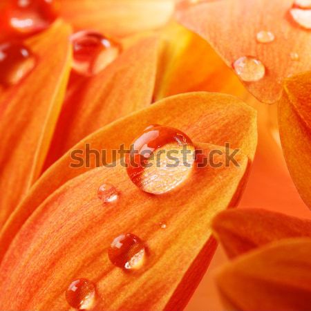 Stok fotoğraf: Turuncu · çiçek · yaprakları · su · damlası · su · güneş