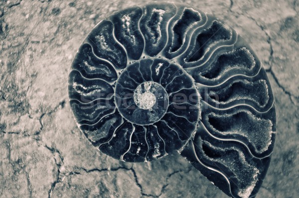 Antique snail shell background Stock photo © Nejron