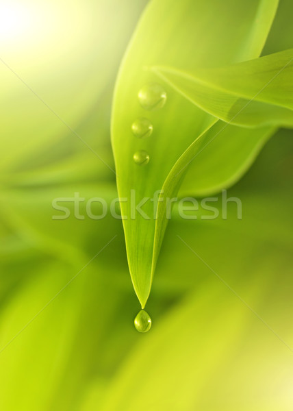 Green fresh leaves with water drops on it Stock photo © Nejron