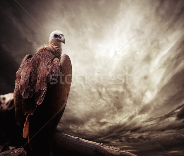 Eagle sitting on a log against stormy sky Stock photo © Nejron