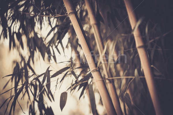 Toned picture of a bamboo plant Stock photo © Nejron