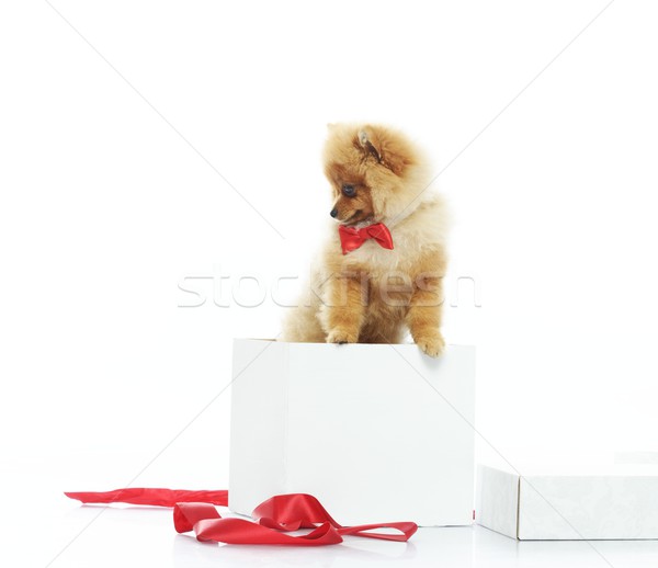 Little funny spitz with bow tie inside gift box Stock photo © Nejron