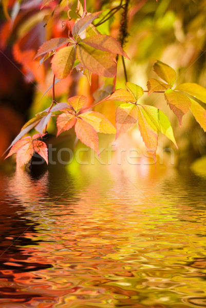 Autumn leaves in rendered water Stock photo © Nejron