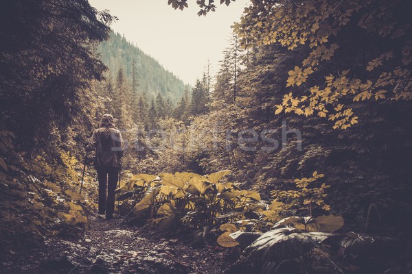 Woman with hiking equipment walking in mountain forest Stock photo © Nejron