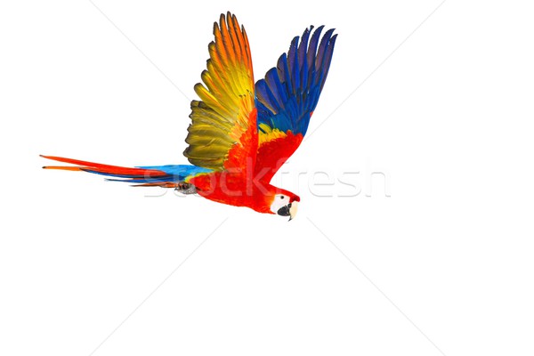 Colourful flying parrot isolated on white  Stock photo © Nejron