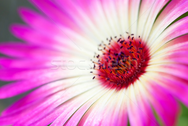 Close Up Of Daisy Flower Stock photo © Nelosa