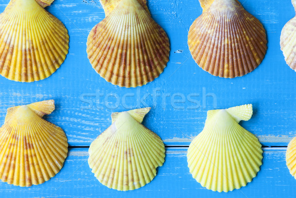 Close Up Of Seashells As Texture On Blue Wooden Background Stock photo © Nelosa