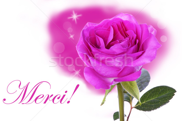 Pink Rose with Merci Stock photo © Nelosa