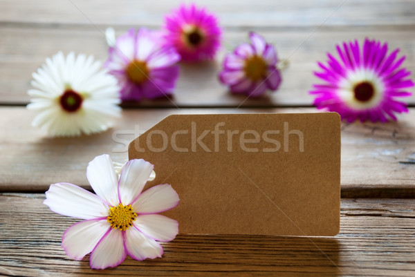 Empty Label With Copy Space With Cosmea Blossoms Stock photo © Nelosa