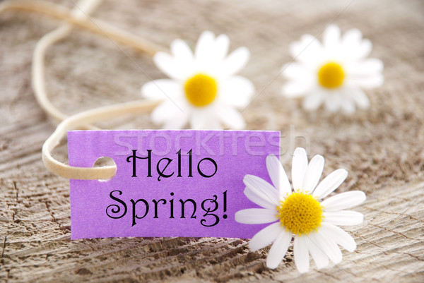 Purple Label With Hello Spring And Marguerite Blossoms Stock photo © Nelosa