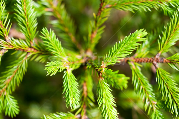 Fir Tree Branch Stock photo © Nelosa