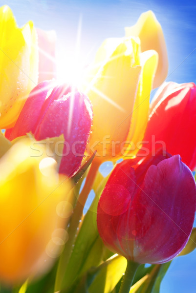 Sunny Blue Sky With Bouquet Of Tulip Flowers Stock photo © Nelosa