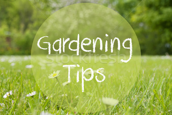 Gras Meadow, Daisy Flowers, Text Gardening Tips Stock photo © Nelosa