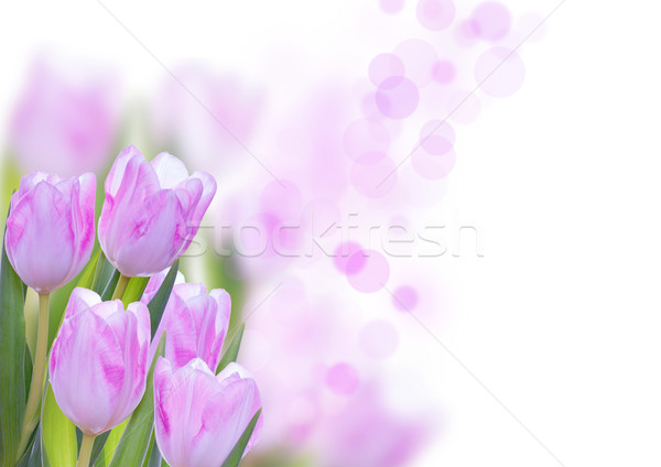Rosa Flower Background Stock photo © Nelosa