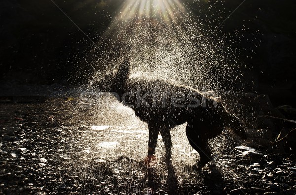 A Dog Shaking Stock photo © Nelosa