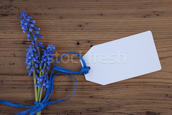 Srping Grape Hyacinth, Label, Copy Space Stock photo © Nelosa