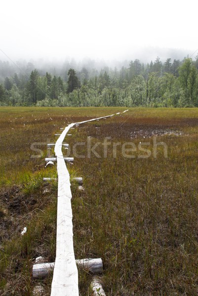 Walkingpath in the Moor Stock photo © Nelosa