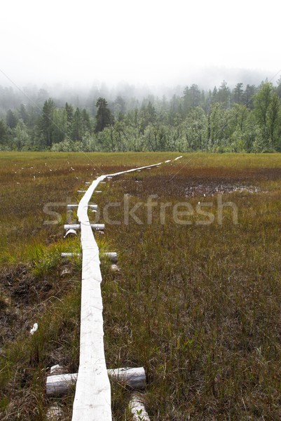 Einsamen führend Wald Natur Bäume Zukunft Stock foto © Nelosa