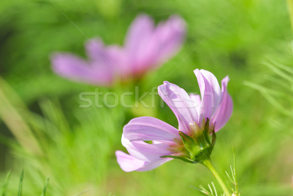 Close Up Of Pink Daisy Flowers On Green Grass Flower Meadow Stock photo © Nelosa