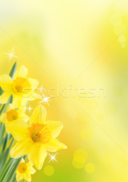 Daffodil Background Stock photo © Nelosa