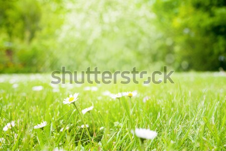 Meadow With Daisy Flowers, Copy Space, Sun And Sunshine Stock photo © Nelosa