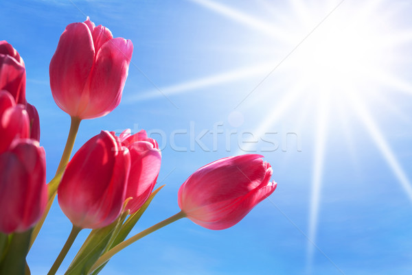 Close Up Of Tulip Flower Meadow With Sunny Blue Sky Stock photo © Nelosa
