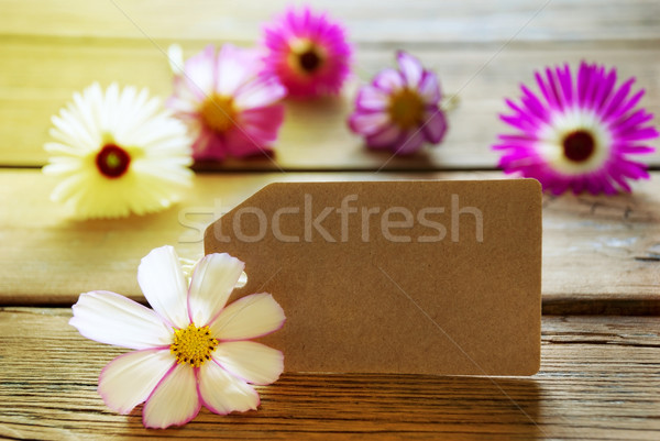 Empty Sunny Label With Copy Space With Cosmea Blossoms Stock photo © Nelosa