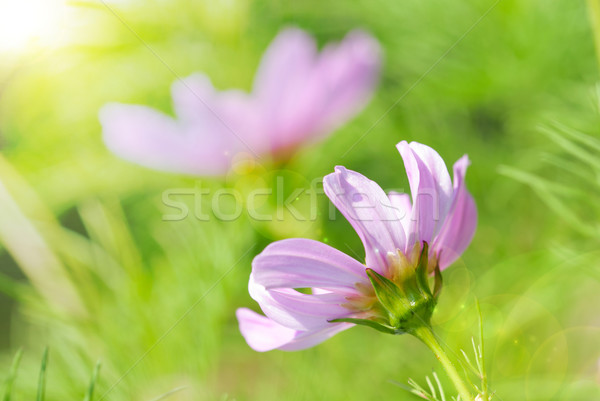 Sunny Close Up Of Pink Daisy Flowers On Green Grass Flower Meadow Stock photo © Nelosa