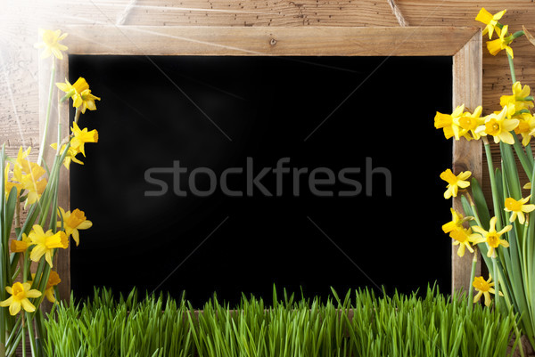 Sunny Spring Narcissus With Copy Space Stock photo © Nelosa