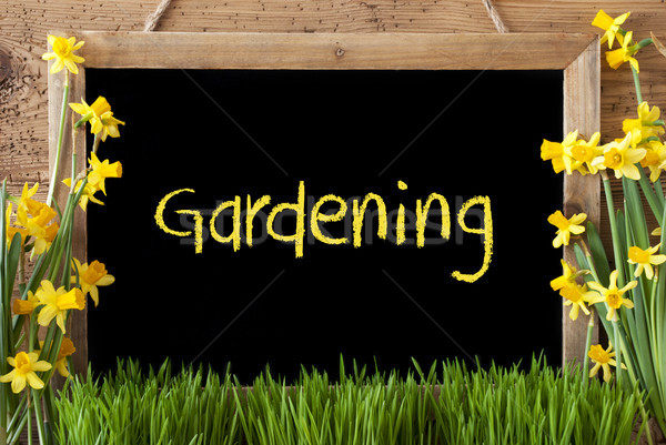 Spring Flower Narcissus, Chalkboard, Text Gardening Stock photo © Nelosa