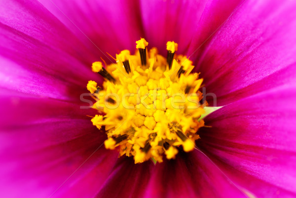 Close Up Of Pink Cosmea Flower Stock photo © Nelosa