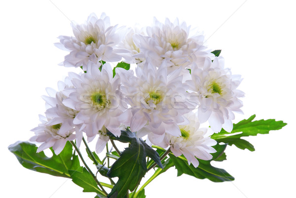 Ramo flores blancas hojas verdes aislado naturaleza blanco Foto stock © Nelosa